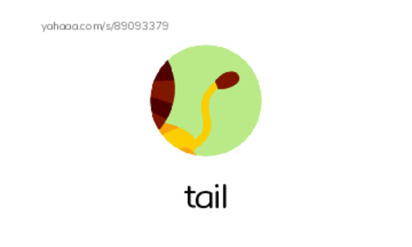 Common Nouns in English: algorithms 9 PDF index cards with images