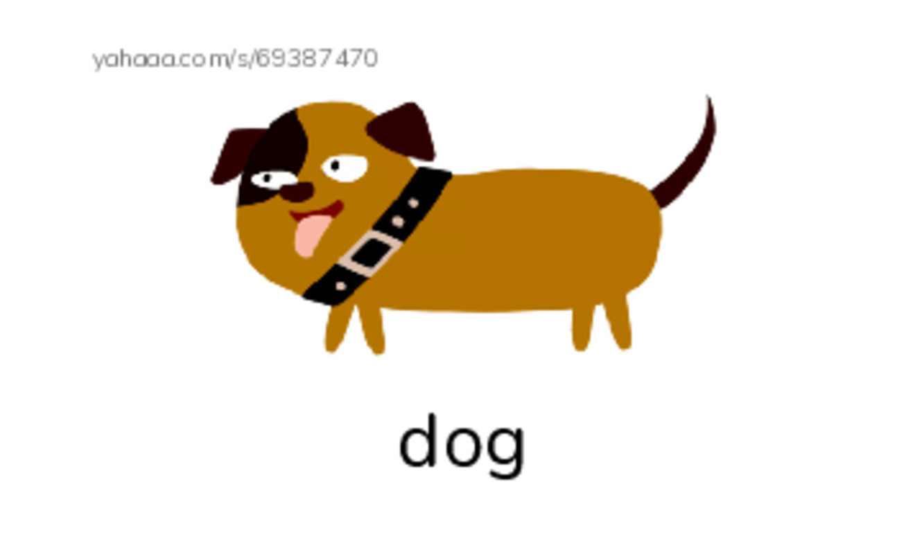 RAZ Vocabulary E: City Animals PDF index cards with images