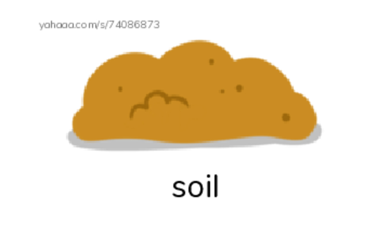 RAZ Vocabulary F: The Food Chain PDF index cards with images