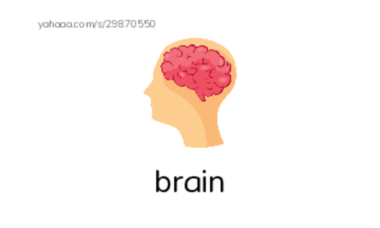 RAZ Vocabulary L: How Animals Sleep PDF index cards with images
