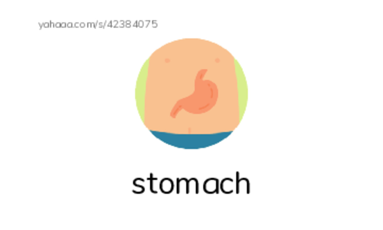 RAZ Vocabulary M: Inside Your Body2 PDF index cards with images