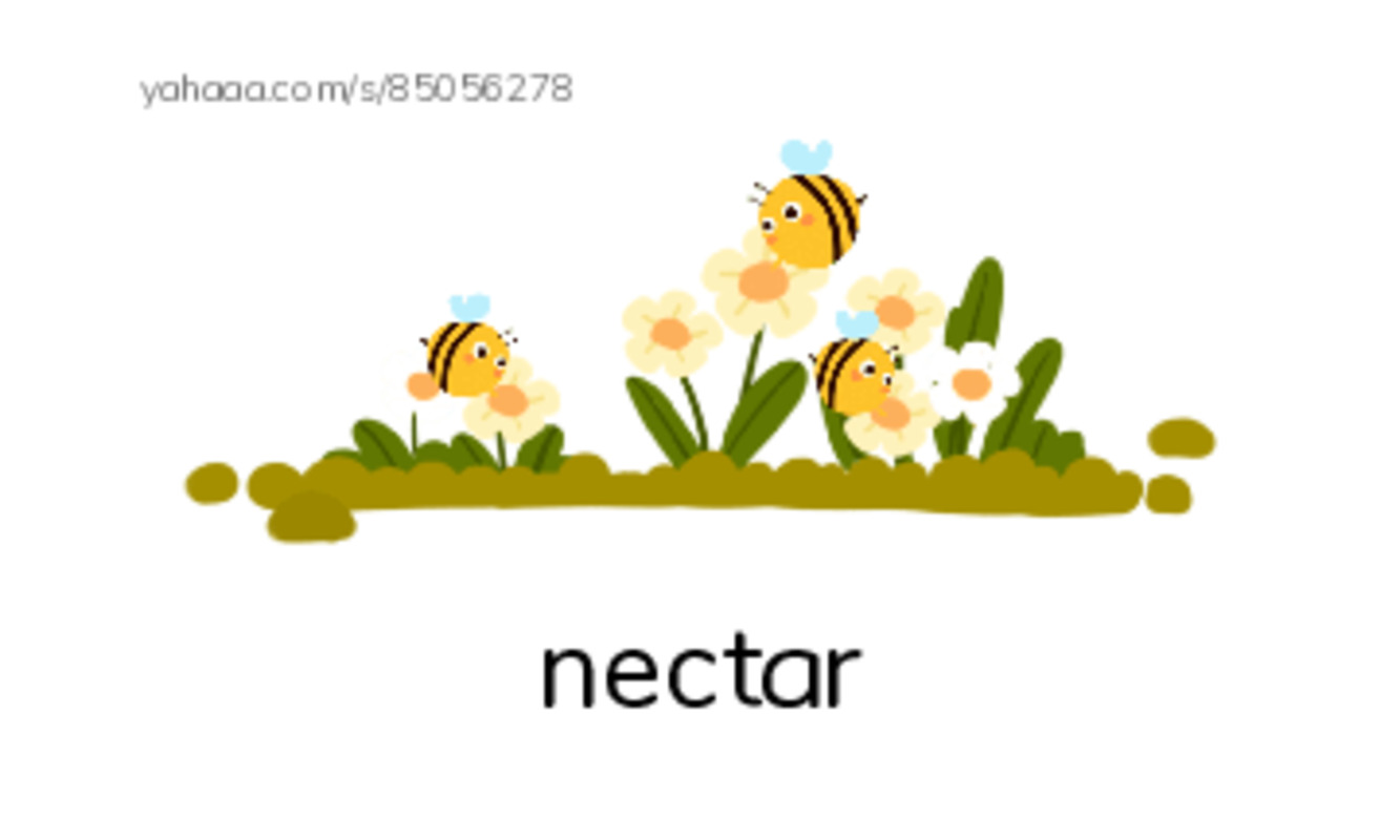 RAZ Vocabulary M: Parrots PDF index cards with images