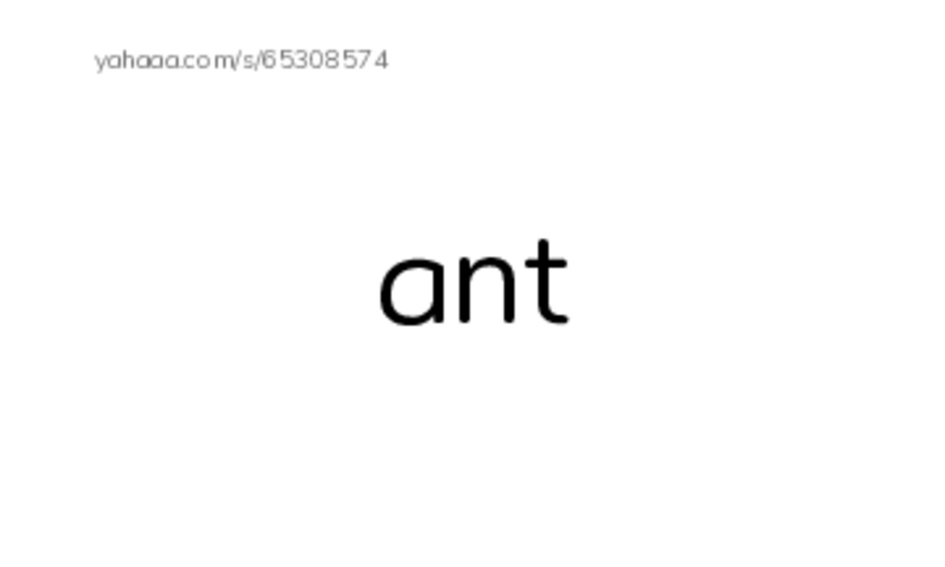 insects PDF index cards word only